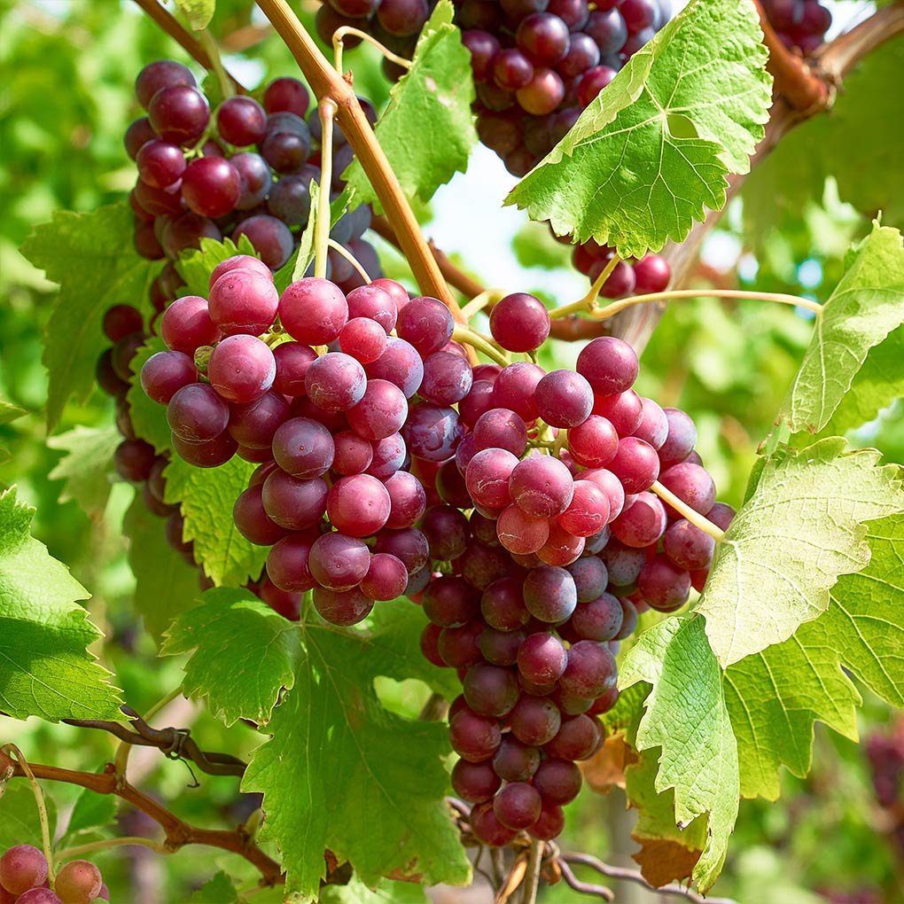 Grapes